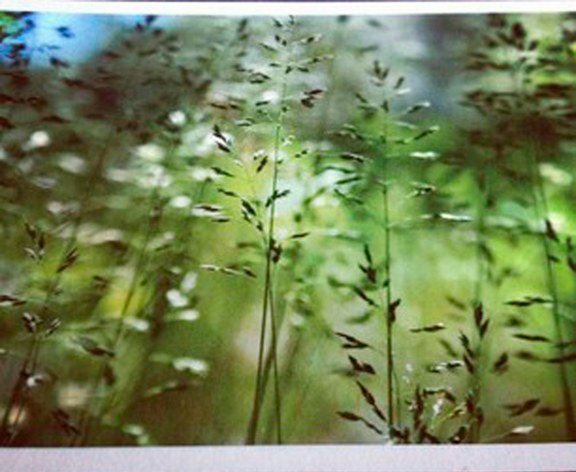 Liberate Your Art_1 Meadow