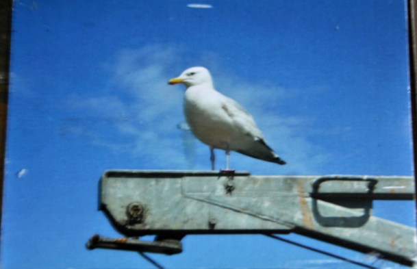 A gull