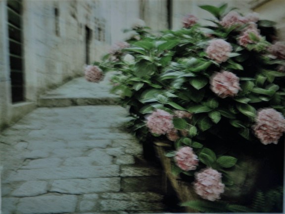 Flowers on a path