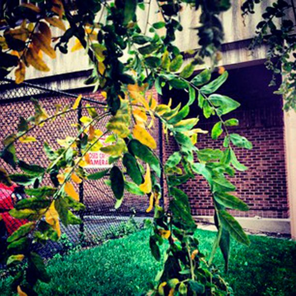 Fall leaves