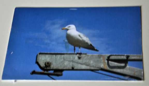 Gull perched at attention