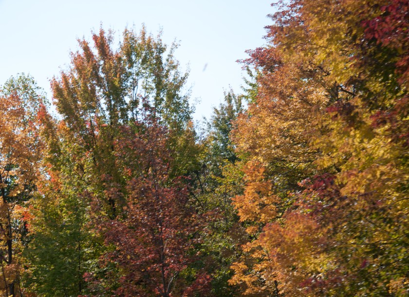 Autumn trees