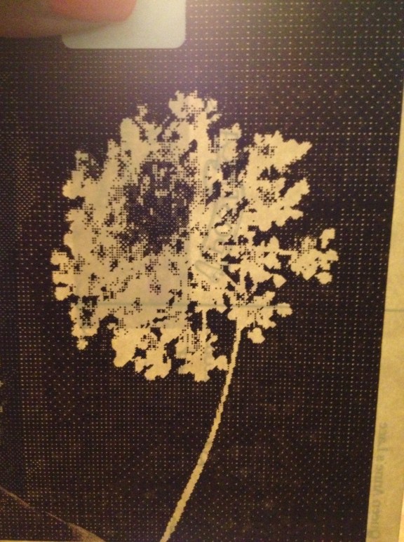 Queen Anne's Lace