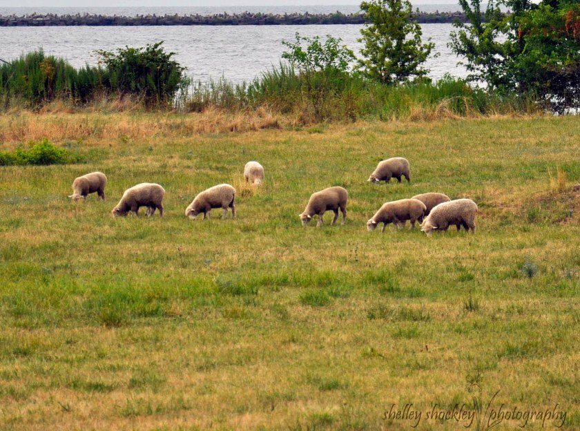 These lamb are grazing just minutes from downtown Cleveland as part of an Urban Shepherds project.